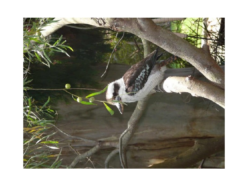 1 Kapunda Place, Belrose NSW 2085