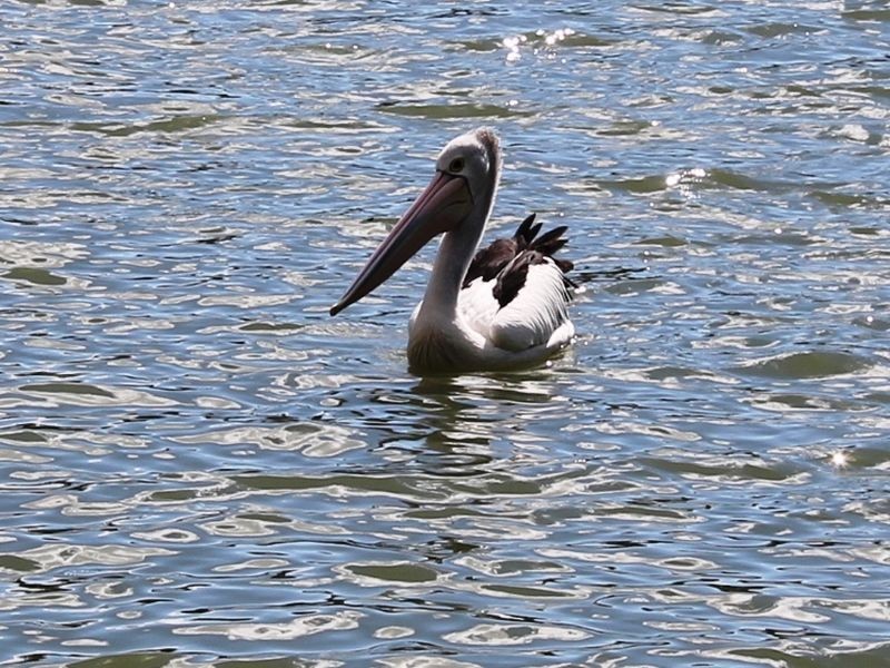 Baulkham Hills NSW 2153