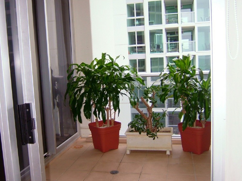 3404/70 Mary Street, Brisbane City QLD 4000