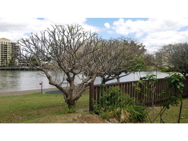 2/156 Oxlade Drive, New Farm QLD 4005