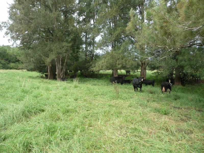 761 Wherrol Flat Road, Wherrol Flat NSW 2429