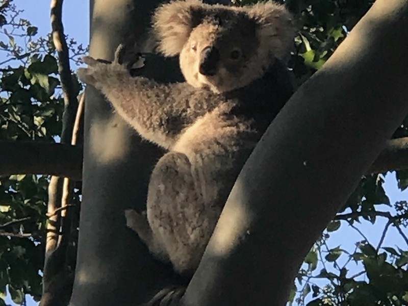 258 Tinonee Road, Wingham NSW 2429