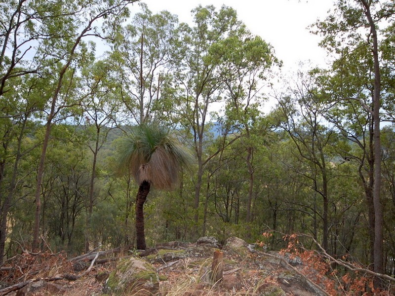 Strathcedar NSW 2429