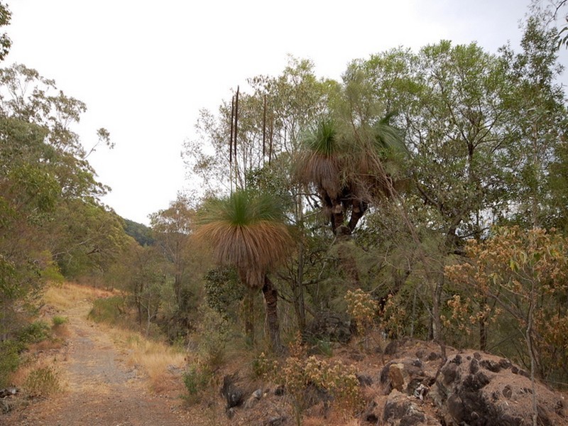 Strathcedar NSW 2429
