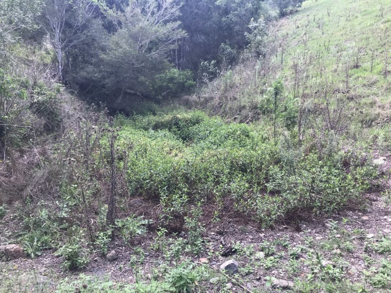 424 Paddock Creek Road, Caffreys Flat via, Wingham NSW 2429