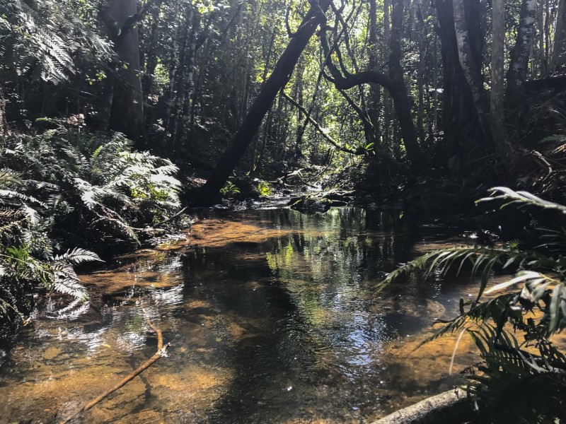 203 Cooks Road, Elands NSW 2429