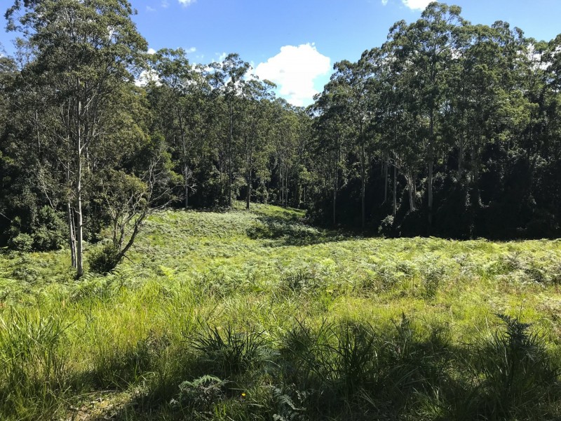 203 Cooks Road, Elands NSW 2429