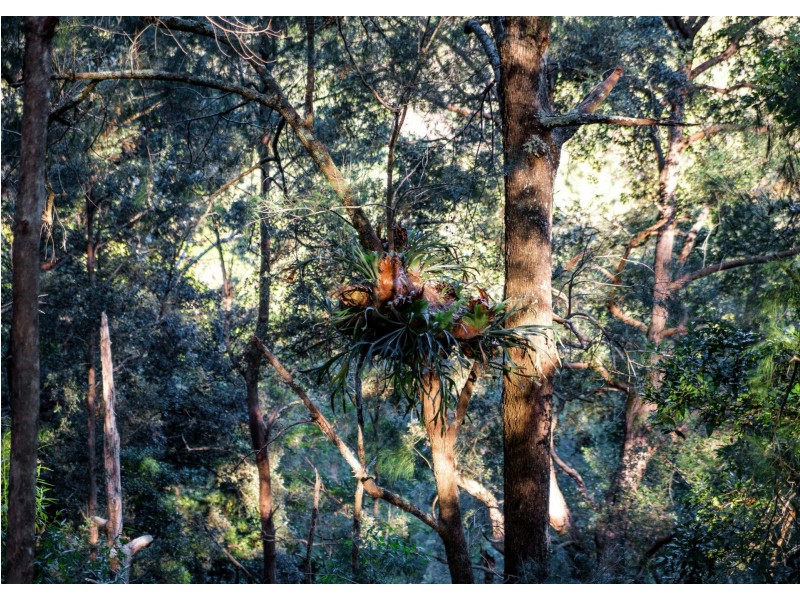 Lot 132 Gunyah Road, BOBIN via, Wingham NSW 2429