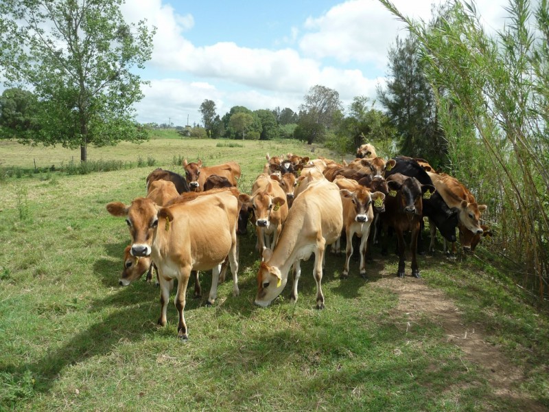 1549 Lawrence Road, Grafton NSW 2460