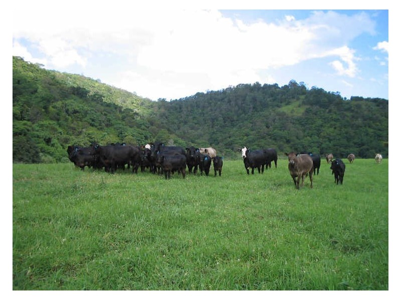 Knorrit Flat NSW 2424