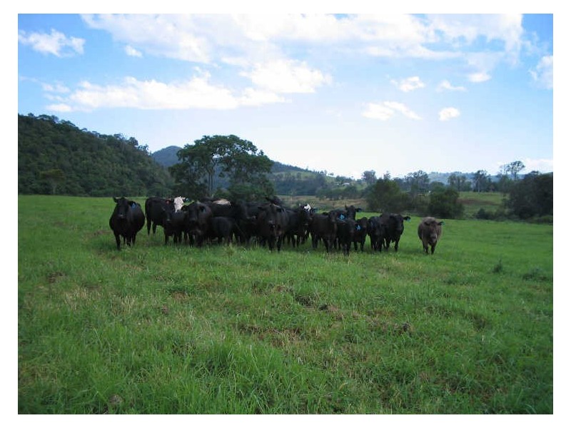 Knorrit Flat NSW 2424