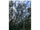 Lansdowne NSW 2430