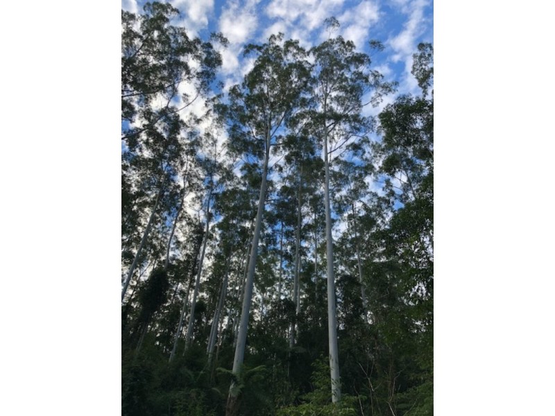 Lansdowne NSW 2430