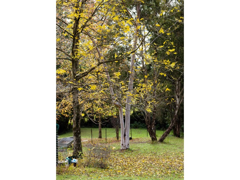 20 Betts Close, Killabakh NSW 2429