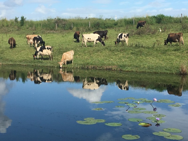 1550 Lawrence Road, Southgate NSW 2460