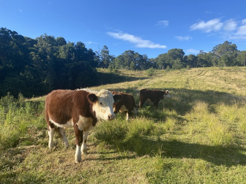 Lot 29 Tilbaroo Road, Elands NSW 2429