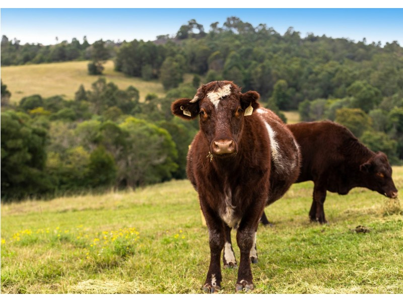 190 Karaak Flat Road, Karaak Flat via, Wingham NSW 2429