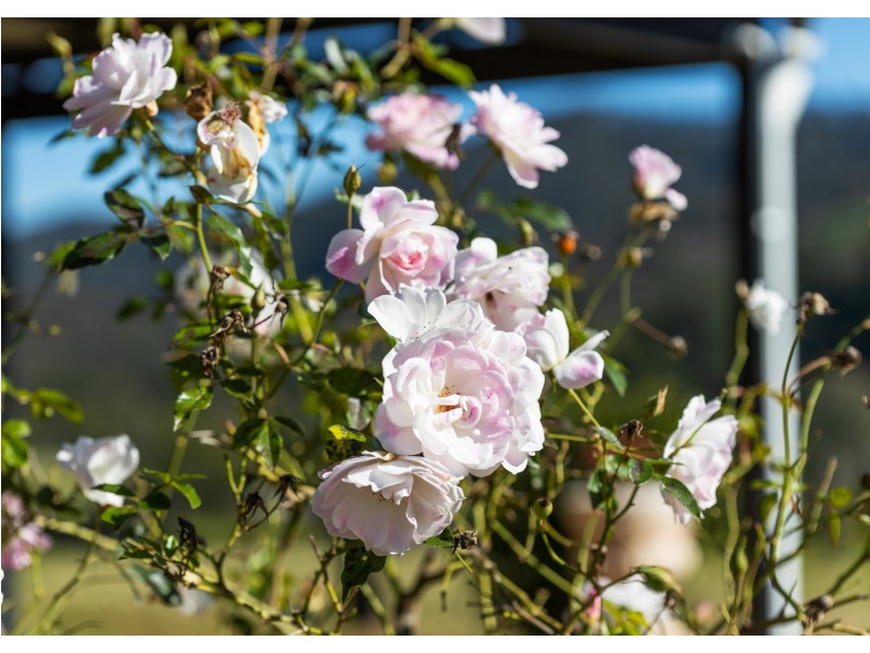 1428 Mooral Creek Road, Mooral Creek NSW 2429