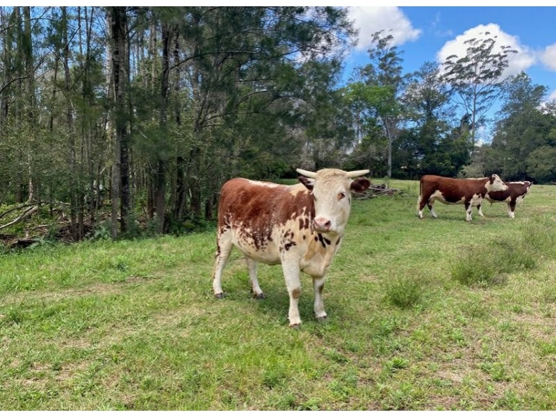 Wherrol Flat NSW 2429