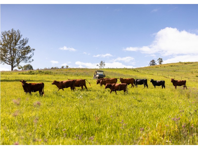 912 Blackflat Lane, Wherrol Flat NSW 2429