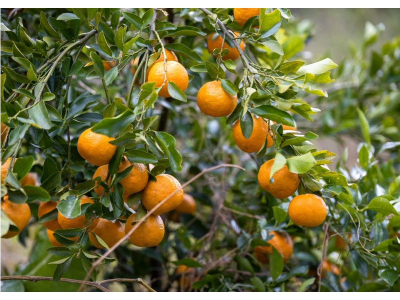 396 Nowendoc Road, Killawarra NSW 2429