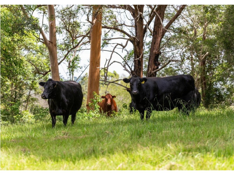 577 Black Flat Lane, Wherrol Flat NSW 2429