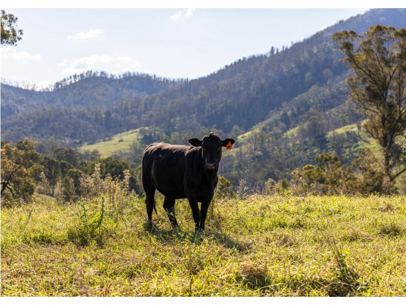 Caffreys Flat NSW 2424