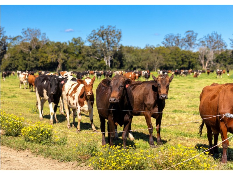 876 Upper Lansdowne Road, Upper Lansdowne NSW 2430