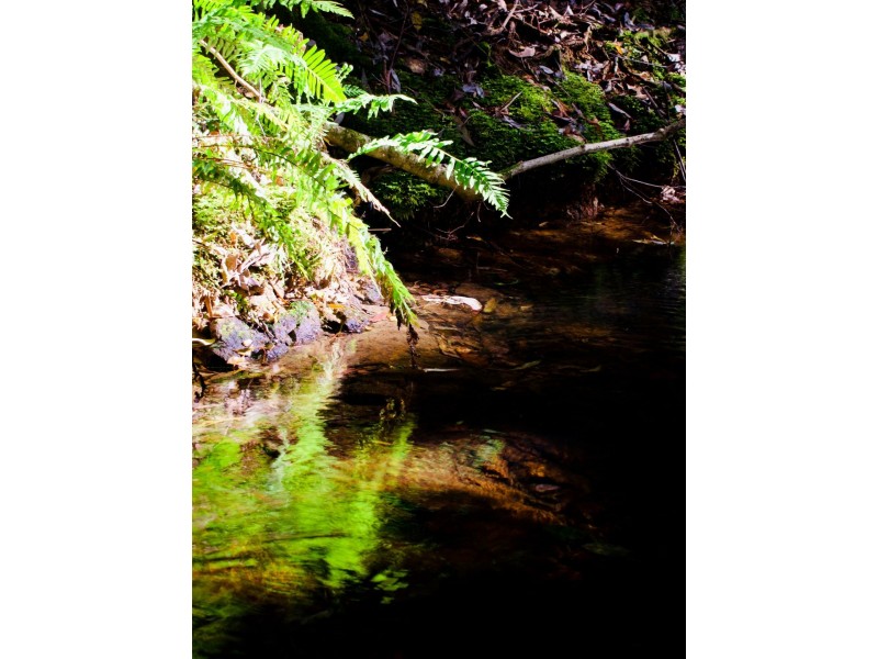 Lot 2, 423 Padmans Road, Elands NSW 2429