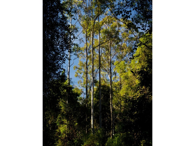 Lot 2, 423 Padmans Road, Elands NSW 2429