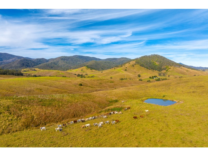 110 Cells Road, Number One NSW 2424