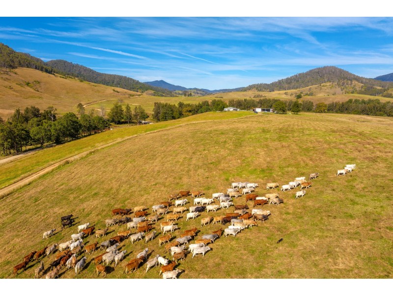 4441 Nowendoc Road, Number One NSW 2424