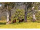 4441 Nowendoc Road, Number One NSW 2424