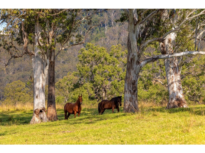 4441 Nowendoc Road, Number One NSW 2424