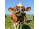 Lot 60 Ellenora Circuit, Wingham NSW 2429