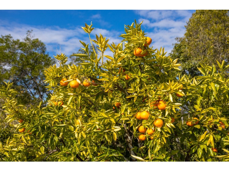 904 Gloucester Road, Killawarra NSW 2429