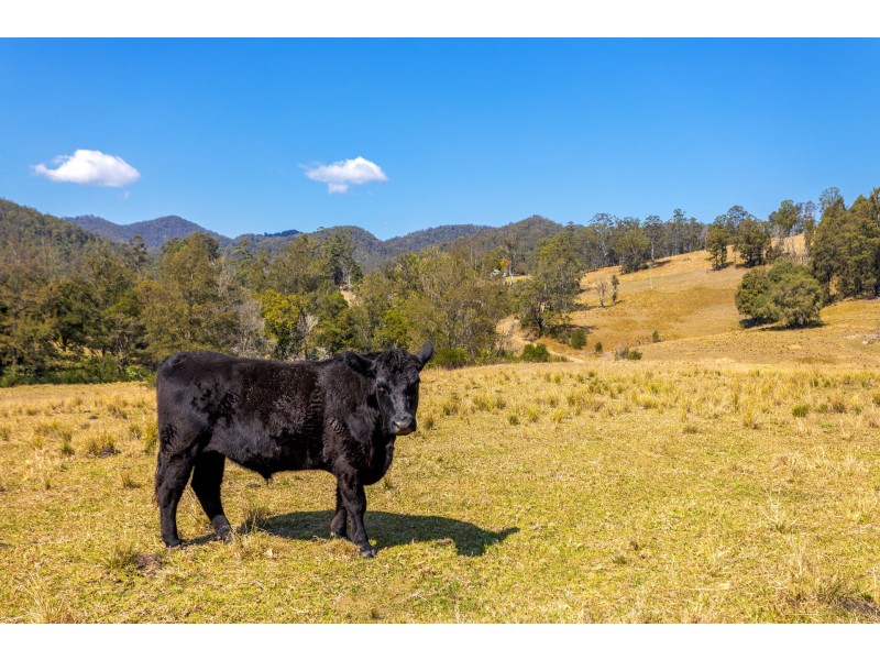 359 Kippax Road, Kippaxs NSW 2429