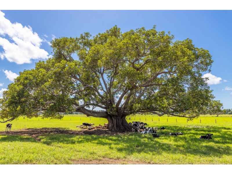 282 Newtons Road, Dumaresq Island NSW 2430