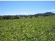Wingham NSW 2429