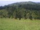 Knorrit Flat NSW 2424