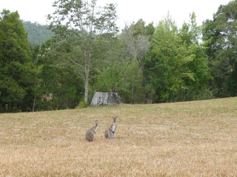 Hannam Vale NSW 2443