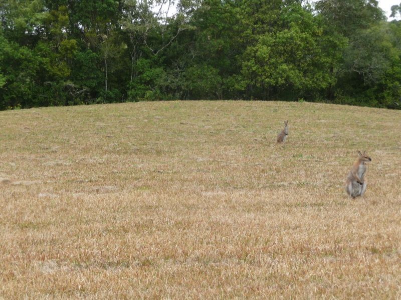 Hannam Vale NSW 2443