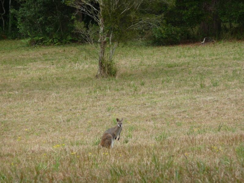 Hannam Vale NSW 2443