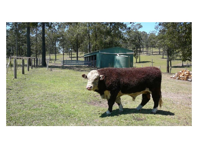 Strathcedar NSW 2429