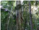 Upper Lansdowne NSW 2430