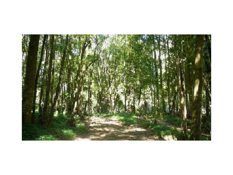Bobin NSW 2429