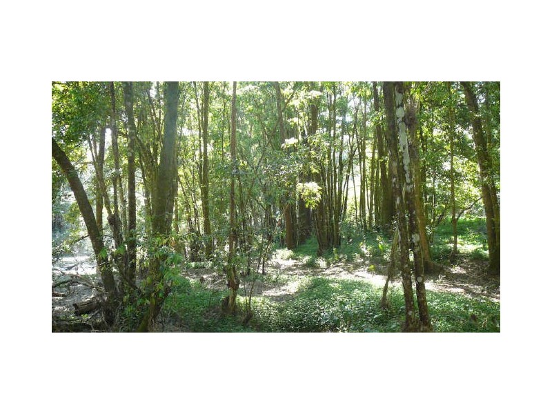 Bobin NSW 2429