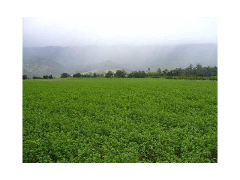 Mount George NSW 2424