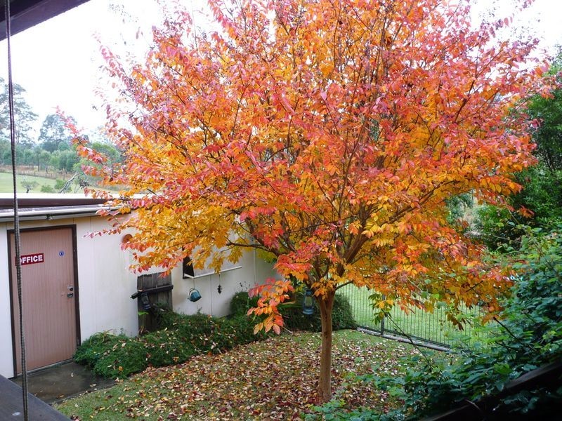 10 Bluegum Avenue, Wingham NSW 2429