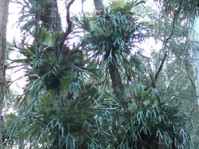 Johns River NSW 2443